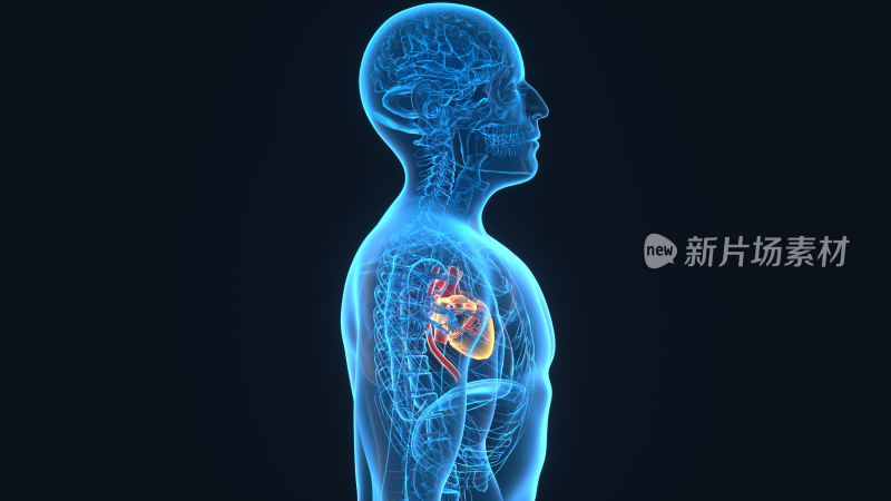 4K 心脏人体器官心肺功能心脏病冠心病