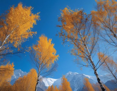 天山秋色白桦黄 天山秋色白桦黄