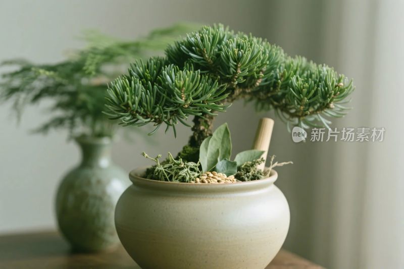 室内盆景绿植盆栽