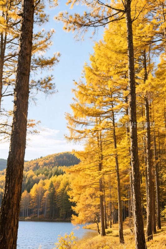 秋日森林湖景图