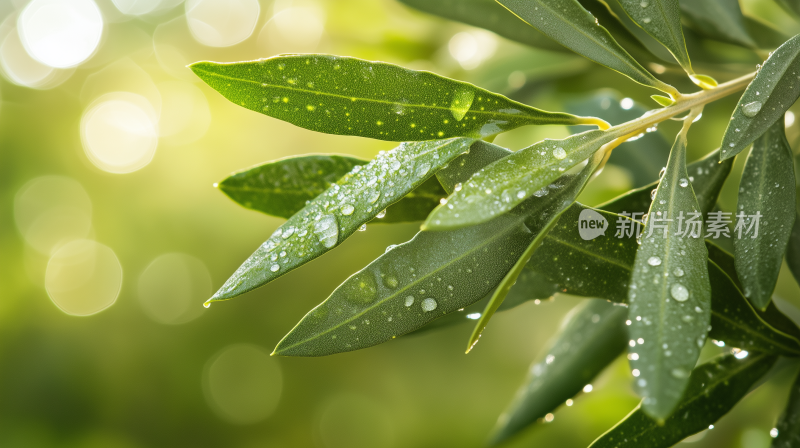 雨珠15清晨的露珠 绿叶上的水滴