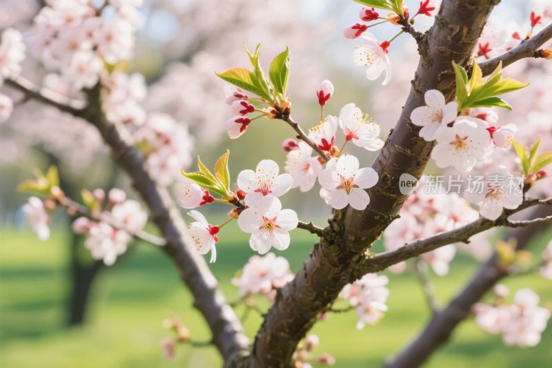 樱花树枝春景图
