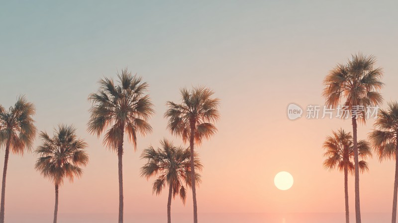 夕阳下的棕榈树美景