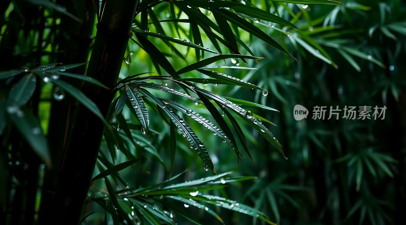 雨后竹叶上的露珠