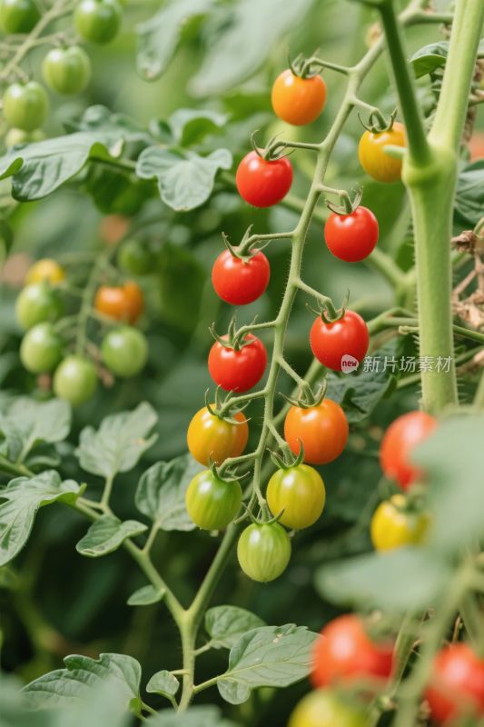 多彩樱桃番茄植株