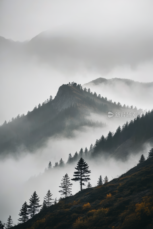 山上的树木雾高清风景图片