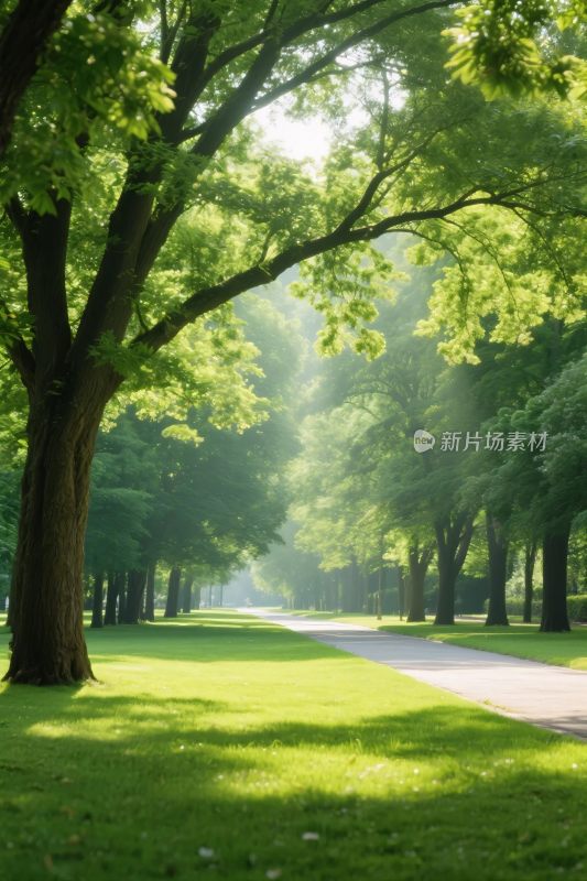 森林公园风景图