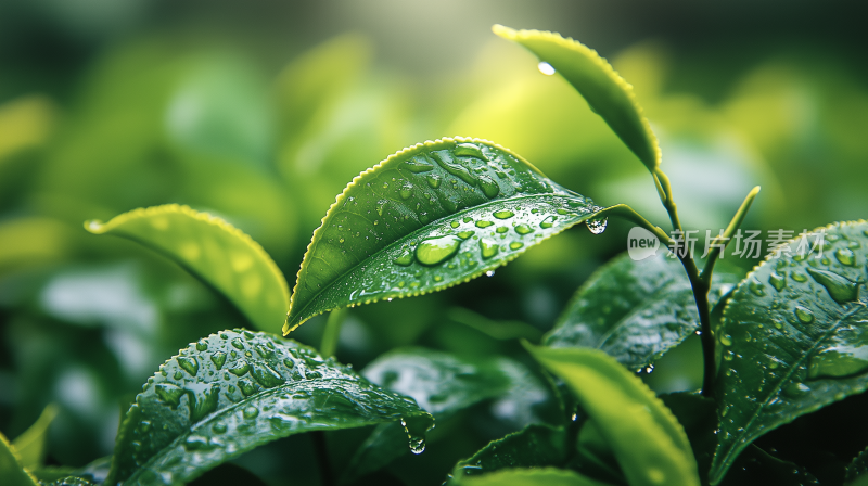 雨珠40茶叶 绿茶 茶园