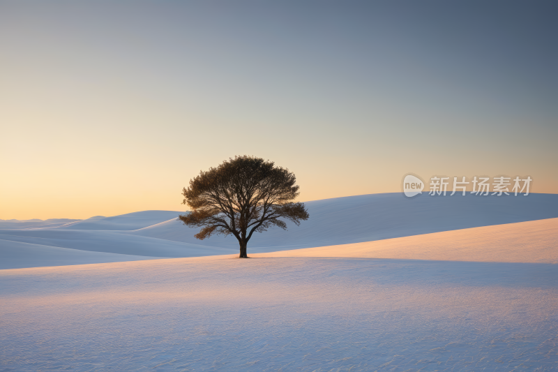 在天空背景的雪地里树木高清风景图片