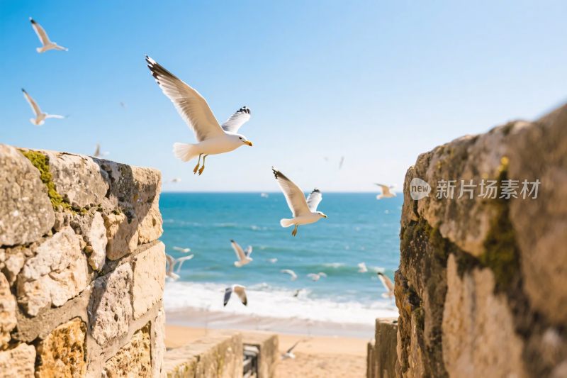 海滨古城与飞翔海鸥