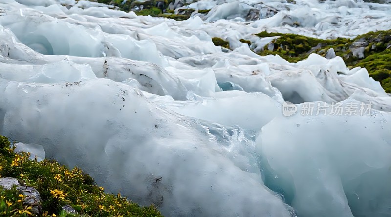 冰原上的生命之歌