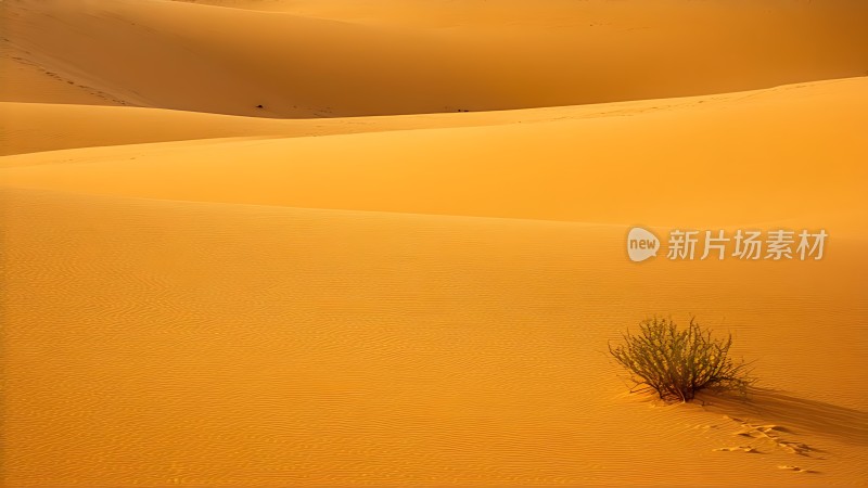 金色沙漠中的坚韧生命