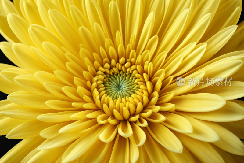 黄色花朵中心为绿色背景