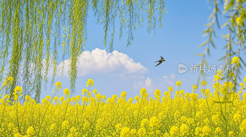 春日油菜花田蜜蜂飞舞特写微距自然生态背景