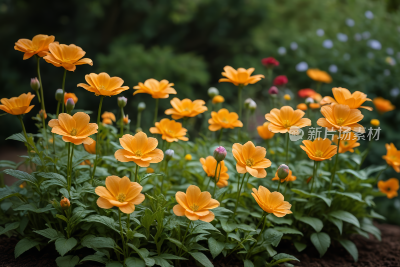 花园里有许多黄花绿叶高清图片