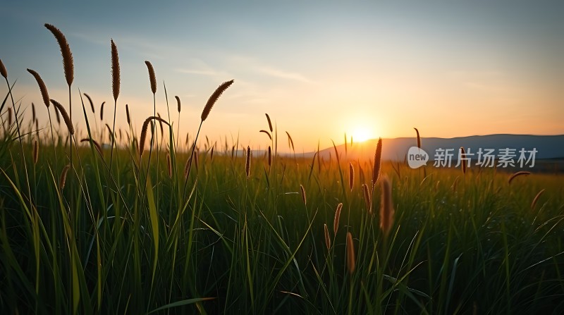金色夕阳下的青翠草地