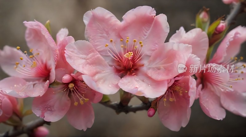 春意盎然粉红桃花绽放枝头