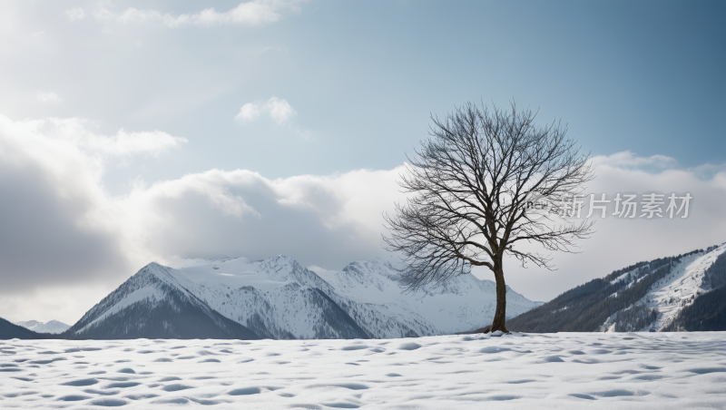 雪中的一棵树高清风景图片