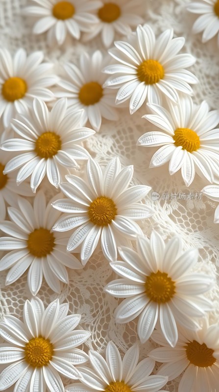 白色雏菊点缀蕾丝背景清新自然