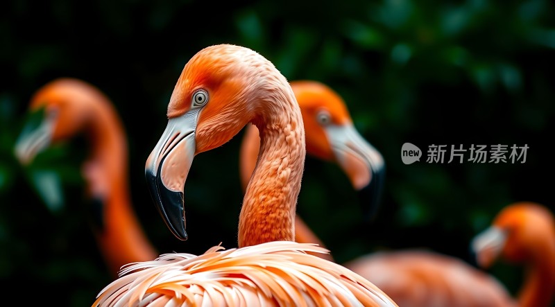 火烈鸟群集展现自然之美