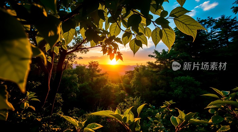 晨曦中的自然之美