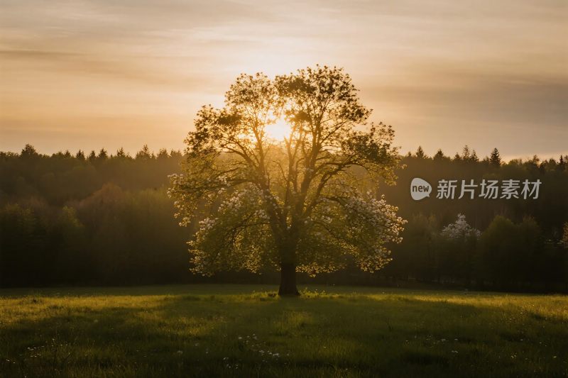 夕阳下的孤树风景