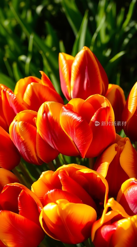 阳光下的多彩郁金香