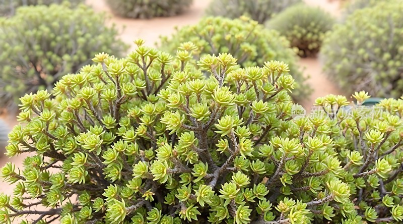 沙漠绿洲中的坚韧生命