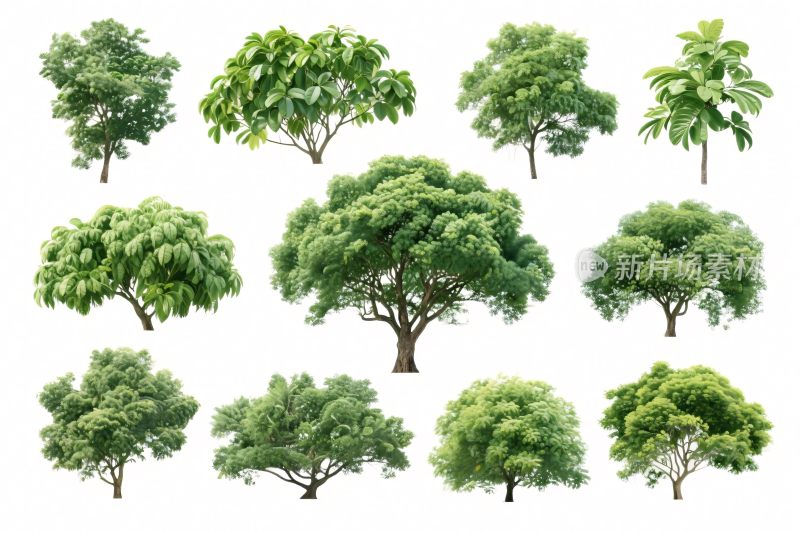 多种树木图片集合