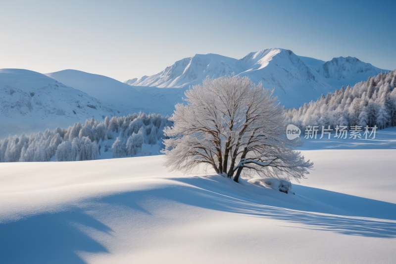 雪景一棵孤树山脉高清风景图片