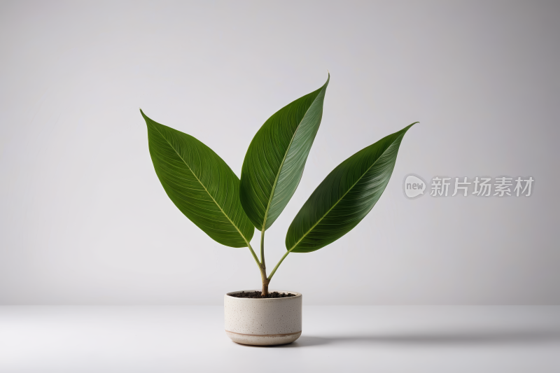 白色背景的盆中的植物高清图片