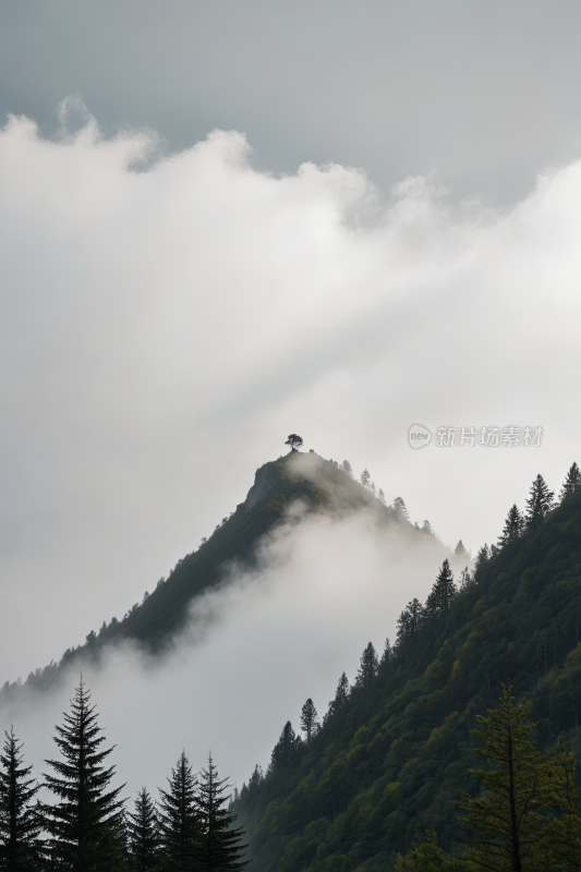 山上一棵孤树天空雾蒙蒙高清风景图片