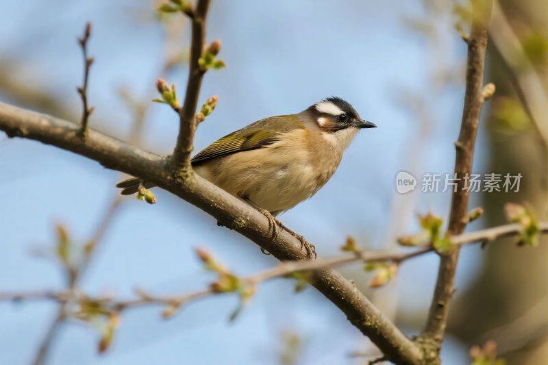 小鸟栖息树枝间
