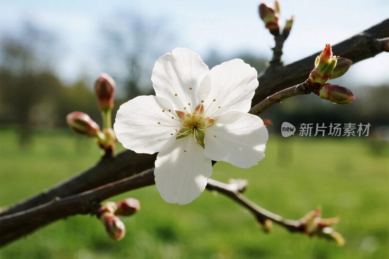 春日樱花枝头白花绽放