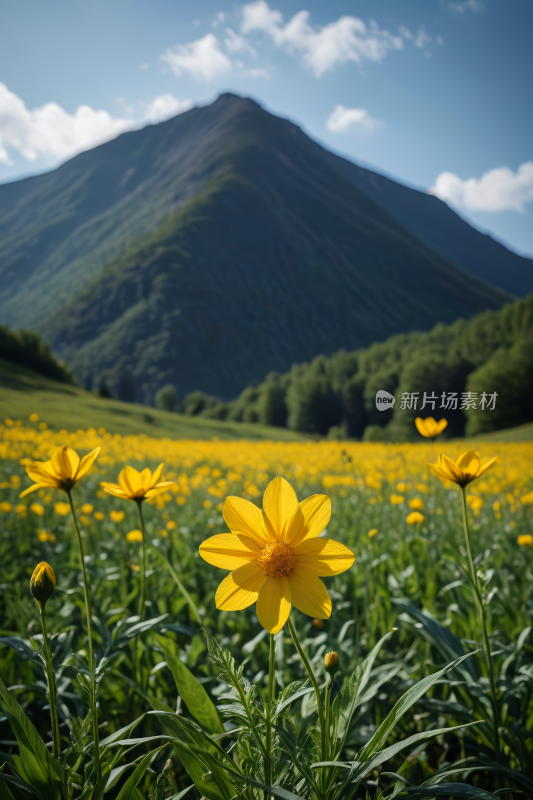 一片山的田野里有许多黄色的花朵风景图片