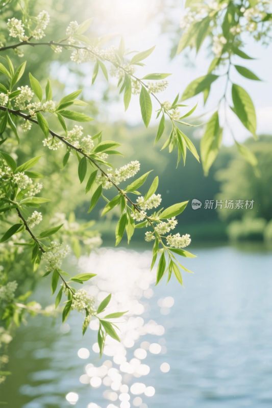 春日水岸繁花图