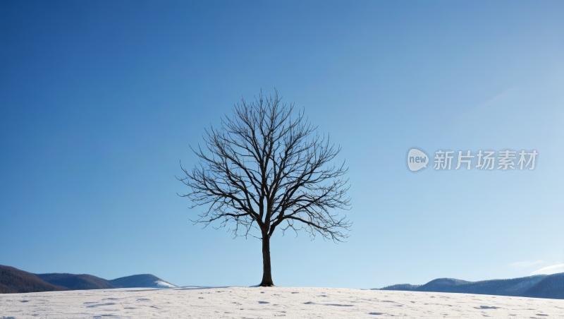 雪地里的树蓝天高清图片