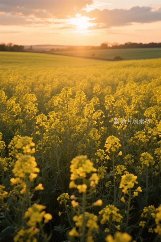 夕阳花田风景