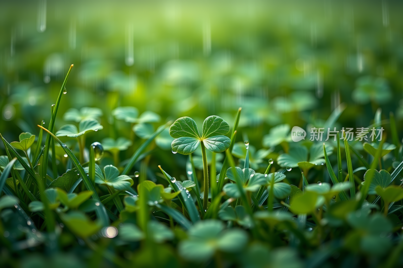 草丛中生长着许多绿色的叶子高清背景图片