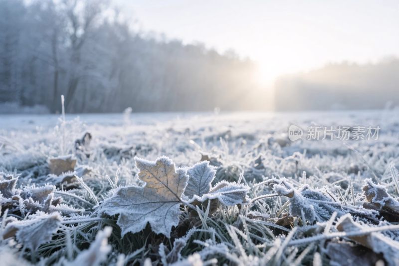 霜冻草地晨光风光