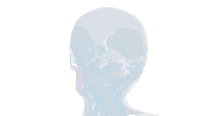 腮腺线体 腮腺炎发炎大脖子病头骨五官9