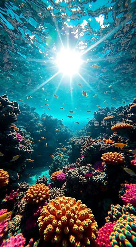 阳光下的海底世界