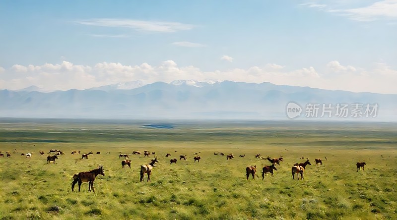 草原上的动物群与远山