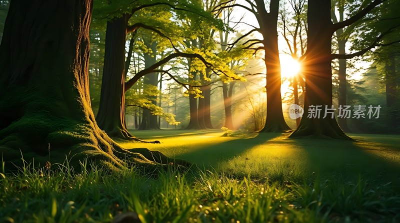 阳光下的森林秘境