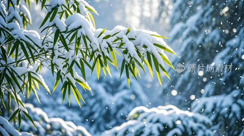 小雪大雪节气冬季竹子雪景摄影图