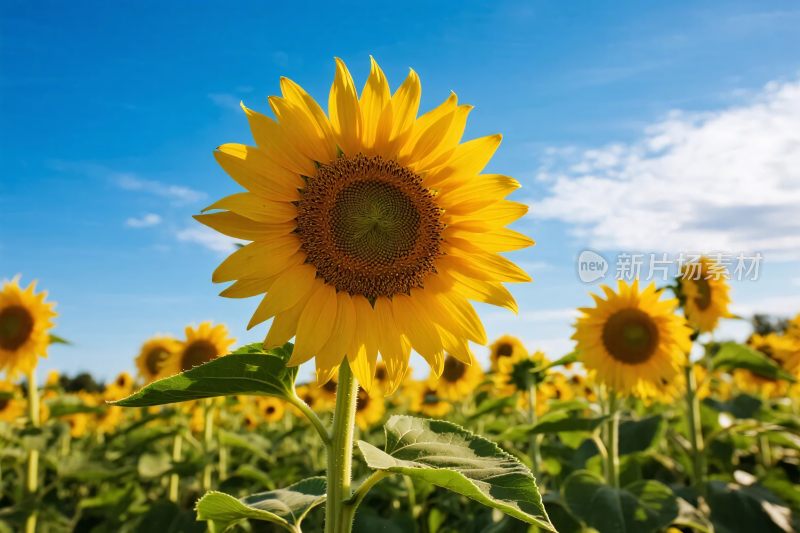 向日葵田园风景