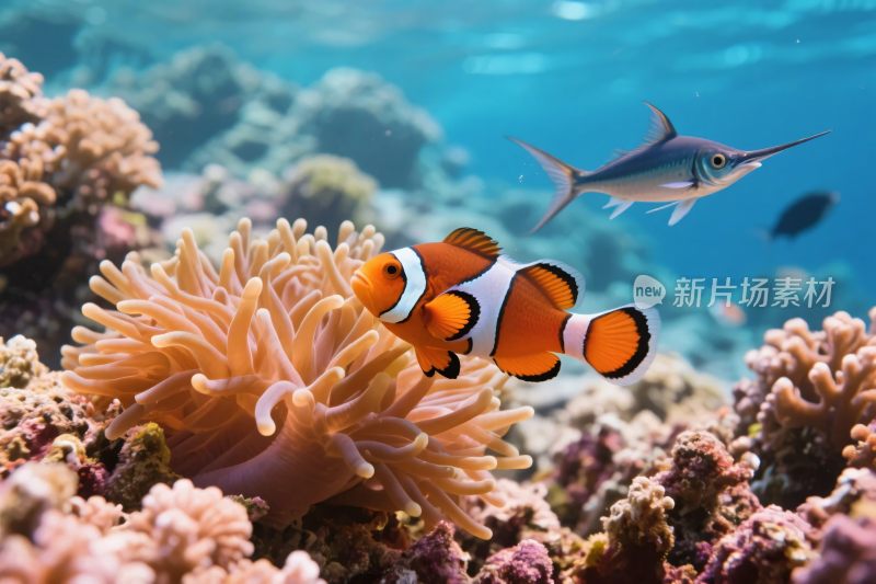 海洋小丑鱼与海葵