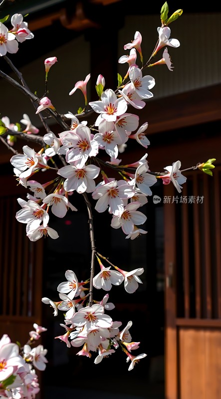 春日樱花绽放美丽如画