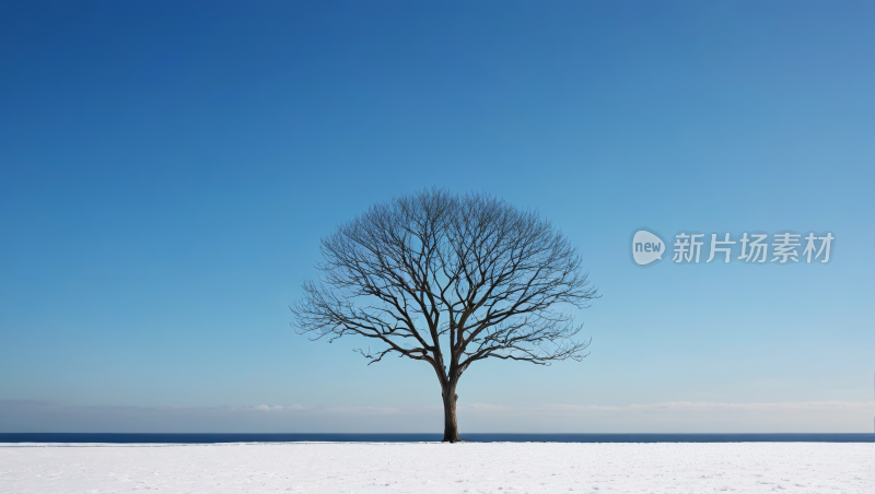 雪地里的一棵光秃秃的树高清风景图片