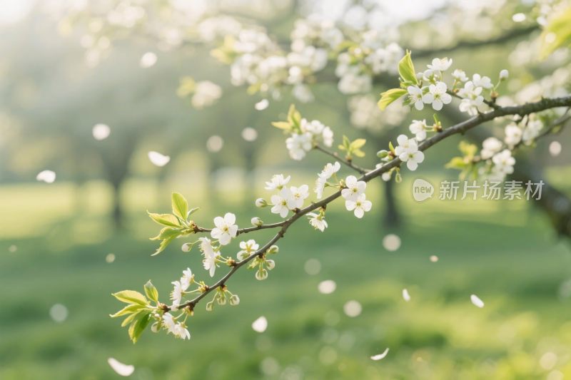 春日繁花树枝摄影